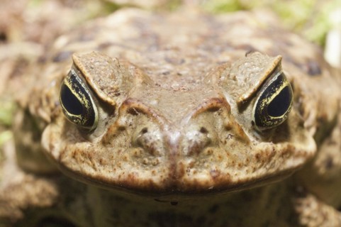 Cane toad