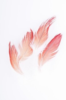 Abstract of Congo African gray parrot