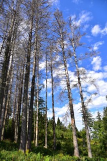 Dead spruces in a mountain forest near Missen