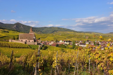 View of the village church and the vineyards of Hunawihr on the Alsace Wine Route in the Haut-Rhin departement