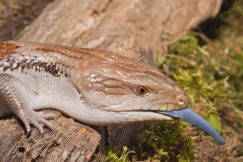 Blue tongued skink