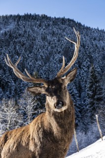 Deer on the Reiseralm near Lenggries