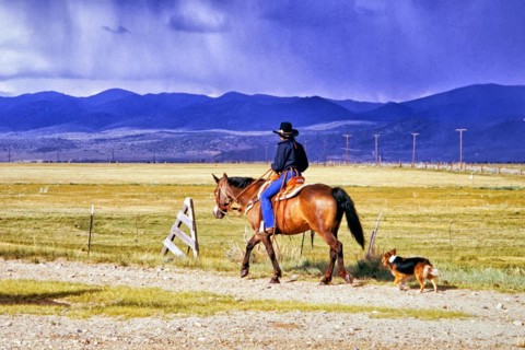 Cowgirl on brown horse