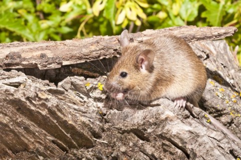 House mouse
