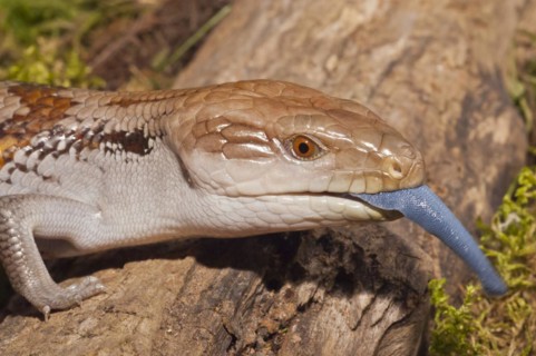 Blue tongued skink