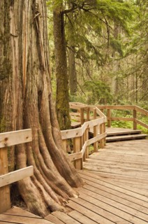 Western red cedar
