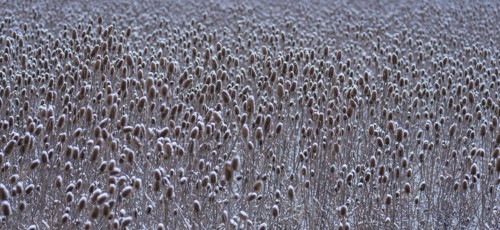 Field of wild teasel