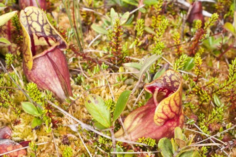 Pitcher plant