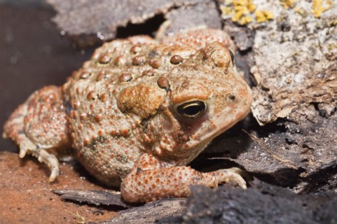 American toad