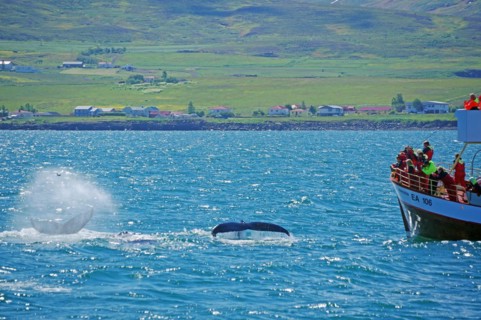 Descending humpback whales in front of a wooden tourist boat