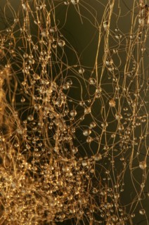 Water drops on hair
