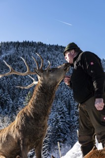 Deer