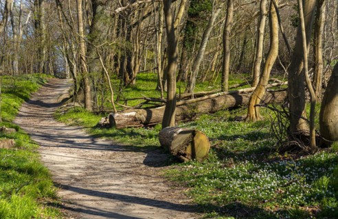 Forest and hiking area near Goehren
