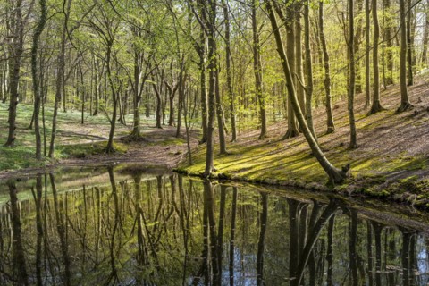 Forest and hiking area near Goehren