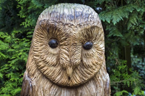 Head of an owl