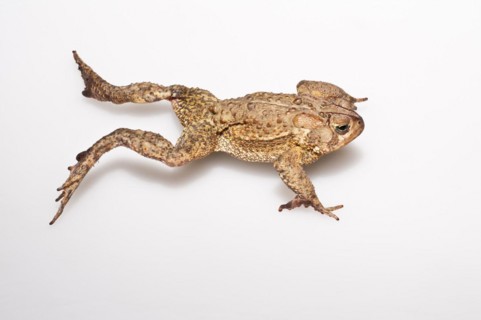 American toad