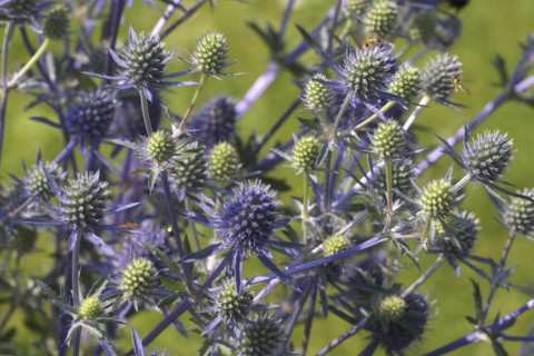 Globe thistle