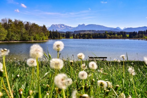 Flower meadow at the Schwaltenweiher near Seeg