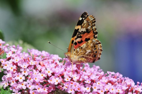Painted lady