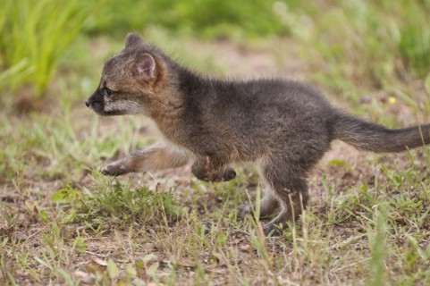 Grey fox