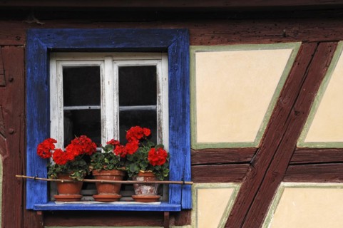 Window with geraniums and blue border