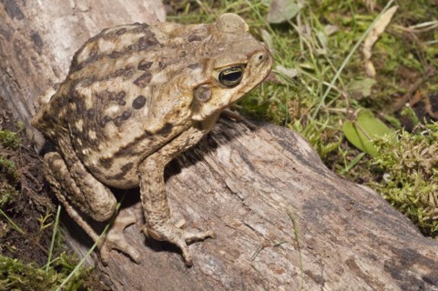 Cane toad