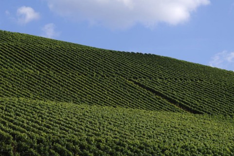 Vineyards against cloudy sky