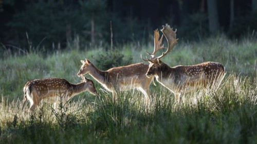Fallow deer