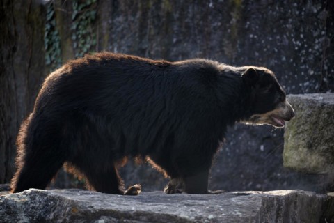 Spectacled bear