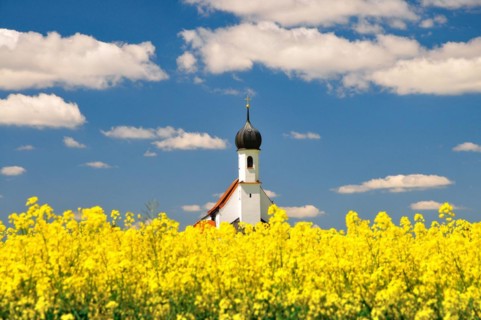 Village church behind a blossoming rape field