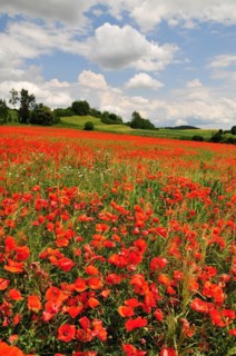 Field with poppy flowers