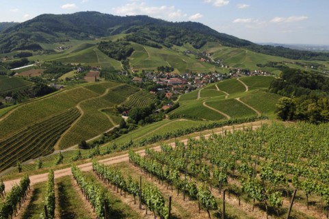 View of Durbach and vineyards from Staufenberg Castle