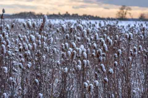Field of wild teasel