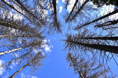 Dead spruces in a mountain forest near Missen