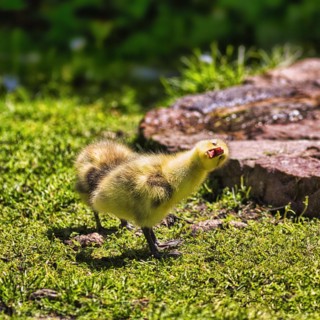 Bar-headed Goose