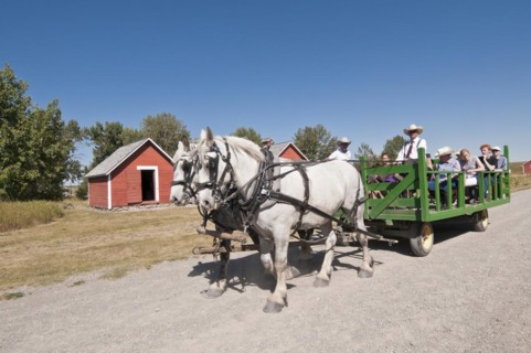 Horse drawn carriage
