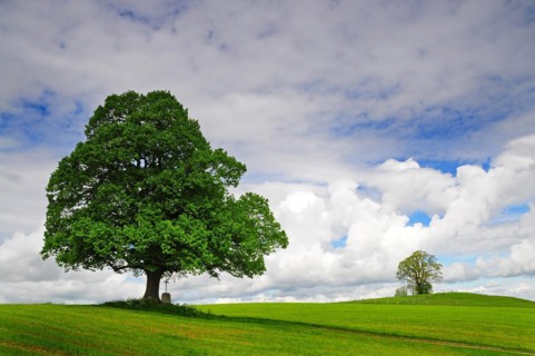 Field cross and lime tree