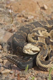 Canebrake