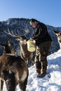 Deer feeding on the Reiseralm