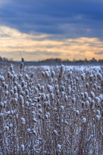 Field of wild teasel