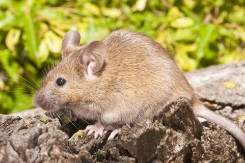 House mouse