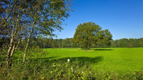 English oak