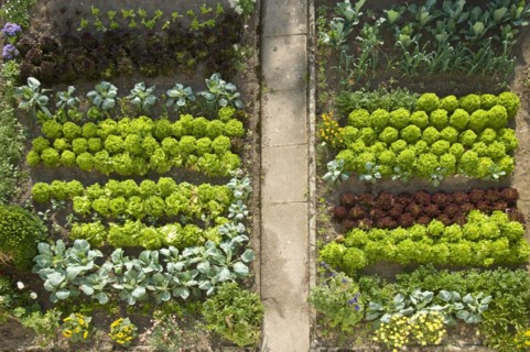 Vegetable garden