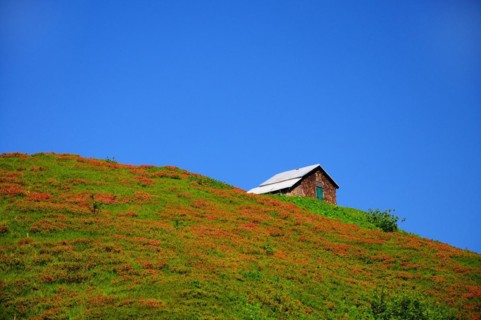 Hairy alpenrose