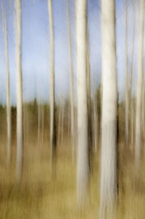 Motion blur of Quaking Aspen