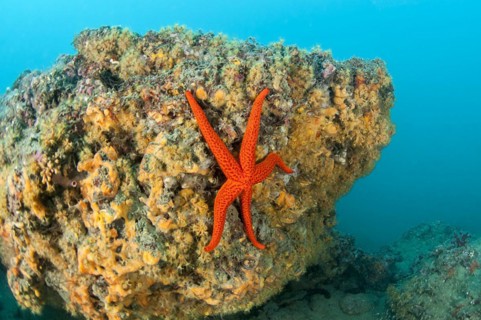 Red starfish