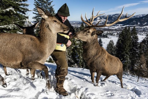 Deer