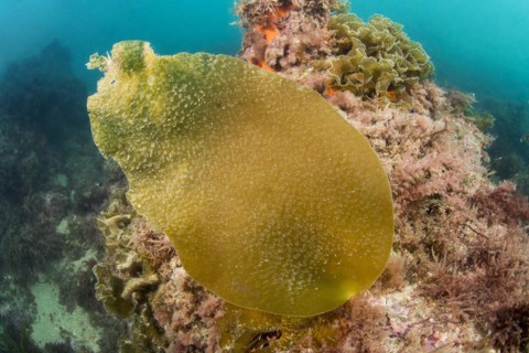 Brown algae