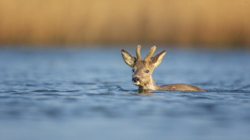 European roe deer