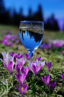 White spring crocus